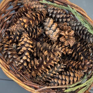 Pinecones for Craft Nature Inspired Home Decor Vase Filler Rustic Wedding Natural Ornaments Modern Farmhouse Woodland Wreaths Florist Supply
