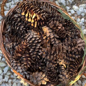 Pinecones for Craft Nature Inspired Home Decor Vase Filler Rustic Wedding Natural Ornaments Modern Farmhouse Woodland Wreaths Florist Supply