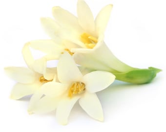 100% Pure Natural Tuberose Absolute Oil - Pious Essence - Therapeutic Grade Tuberose Oil 5ml To 1000ml Free Shipping Worldwide