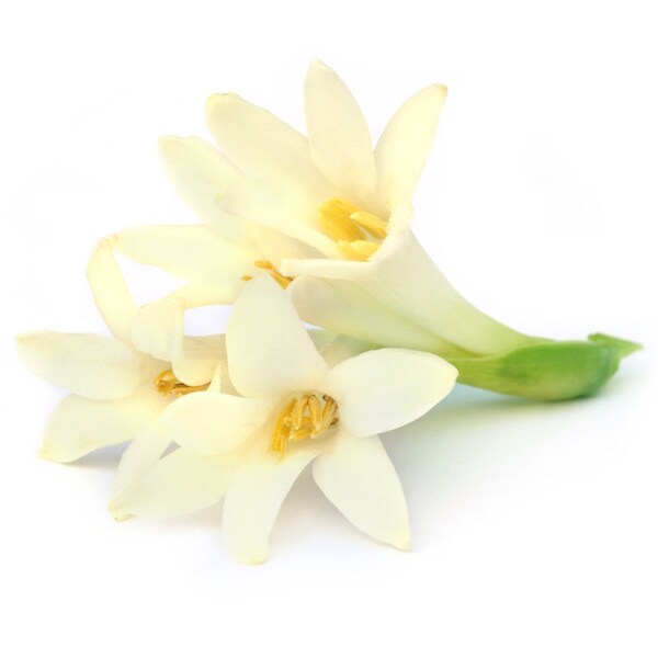 100% Pure Natural Tuberose Absolute Oil - Pious Essence - Therapeutic Grade Tuberose Oil 5ml To 1000ml Free Shipping Worldwide