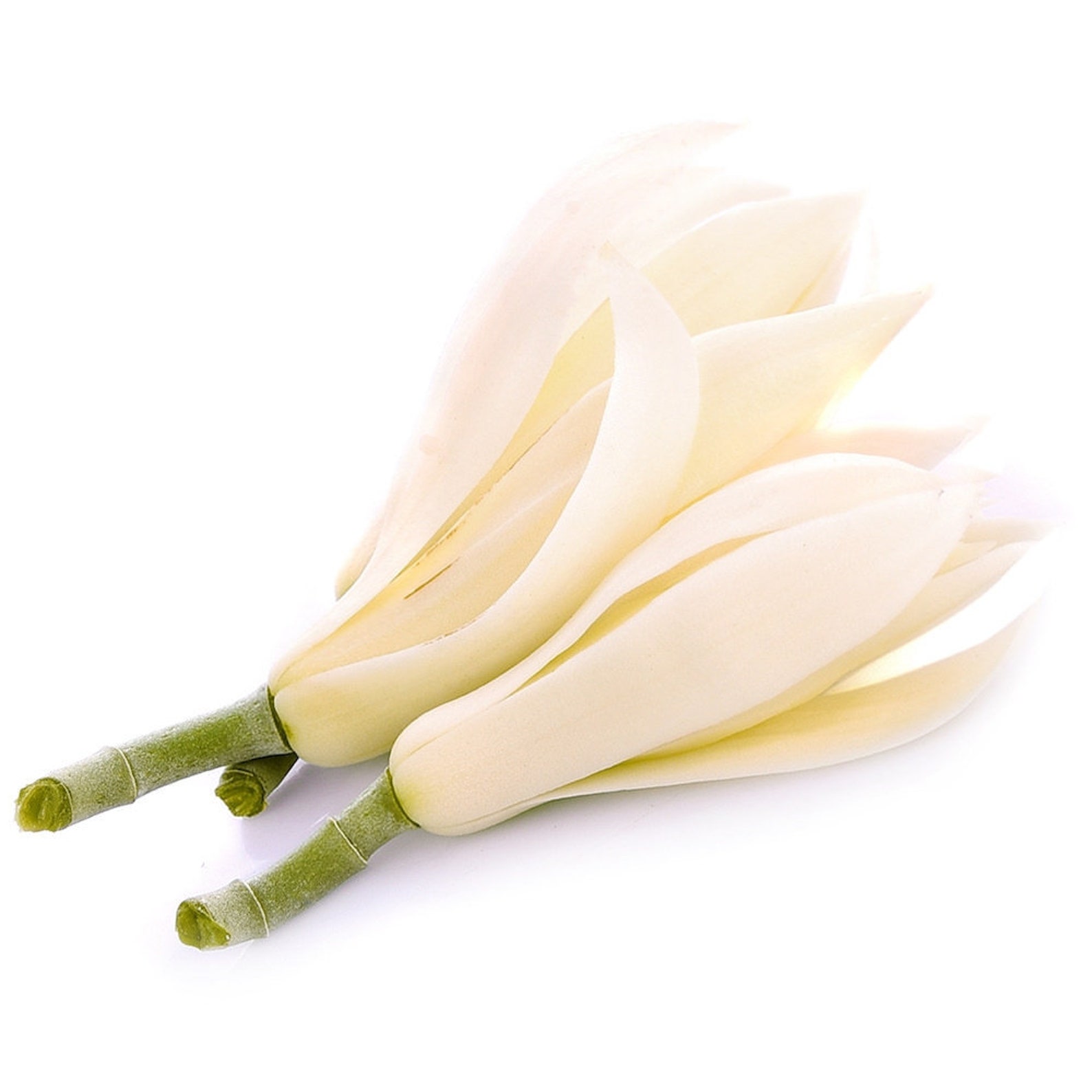 100 Pure Natural White Champaca Magnolia Essential Oil Etsy