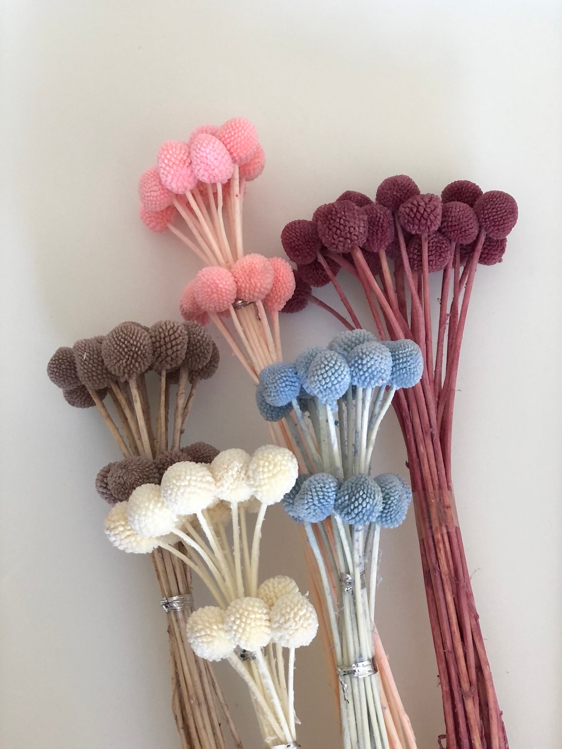 Preserved Billy Buttons More Colours to choose Etsy