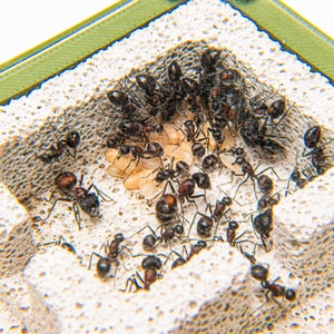 ORIGINAL Medium Ytong Type-b Nest by Esthetic Ants | Small Ant Outworld ...