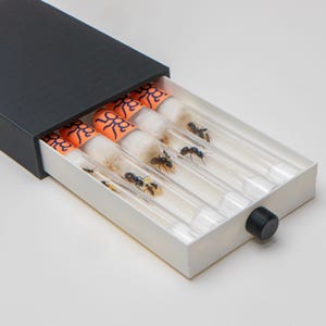 The Queen Drawer V2 - Store Your Ants Neatly!
