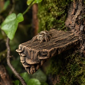Puede incluir: Primer plano de una araña saltarina marrón y gris sobre una plataforma de madera en miniatura. La plataforma, con detalles de vetas de madera y hongos, se encuentra sobre un fondo de musgo y follaje verdes.