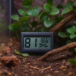 May include: A small black digital thermometer and hygrometer displays the temperature at 18.6 degrees Celsius and 81% humidity. The device is set in a terrarium with soil, green plants, and a small piece of wood.
