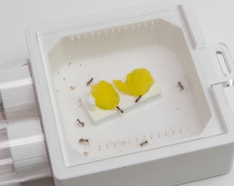 ORIGINAL Mini Outworld By Esthetic Ants | Small Ant Outworld | Ant Formicarium For Your Ants | 3D Printed Ant Farm | Ant Keeping Formicarium