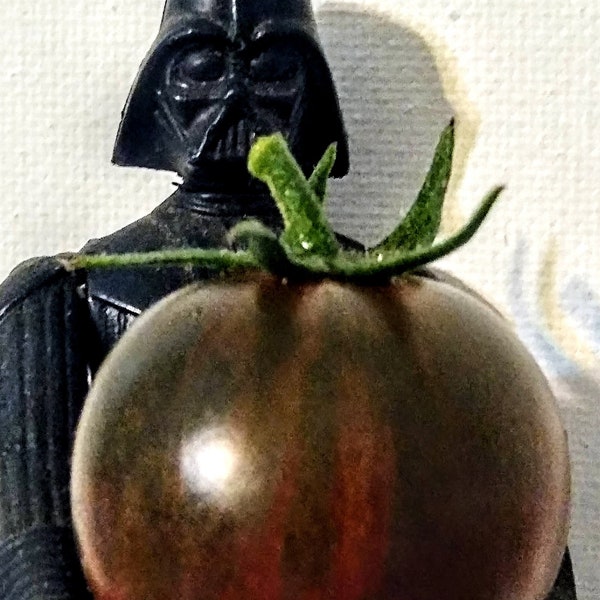 Black Zebra Cherry tomato seeds (free shipping)