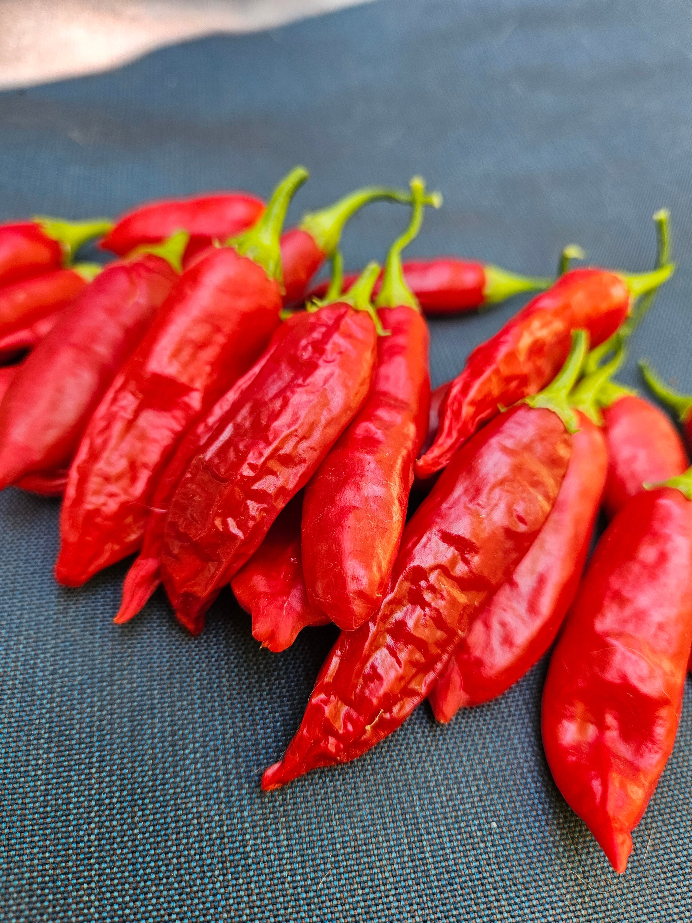 Aji Rojo Pepper Seeds (free Shipping) - Etsy