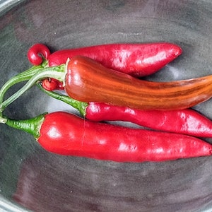 Fish Pepper seeds (free shipping)