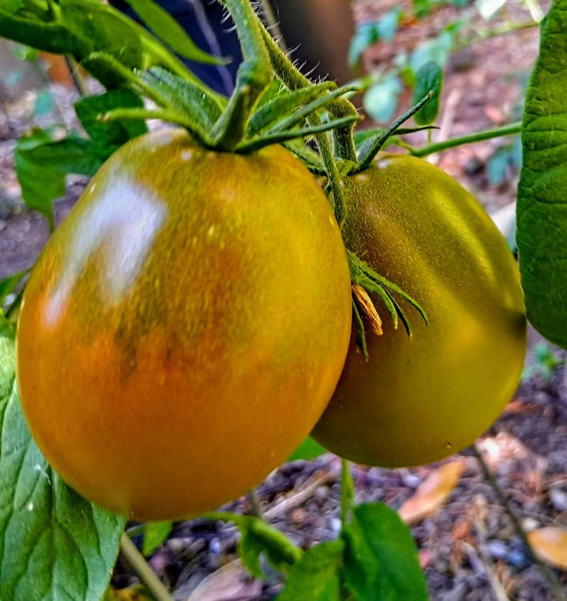 Japanese Trifele truffle Tomato Seeds free Shipping Etsy