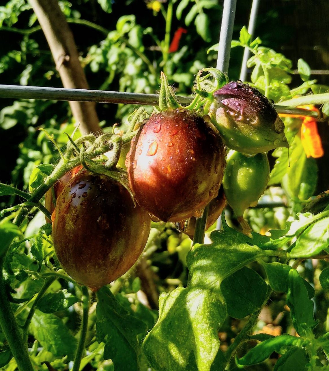 Brad's Atomic Grape Tomato Seeds. free Shipping Etsy