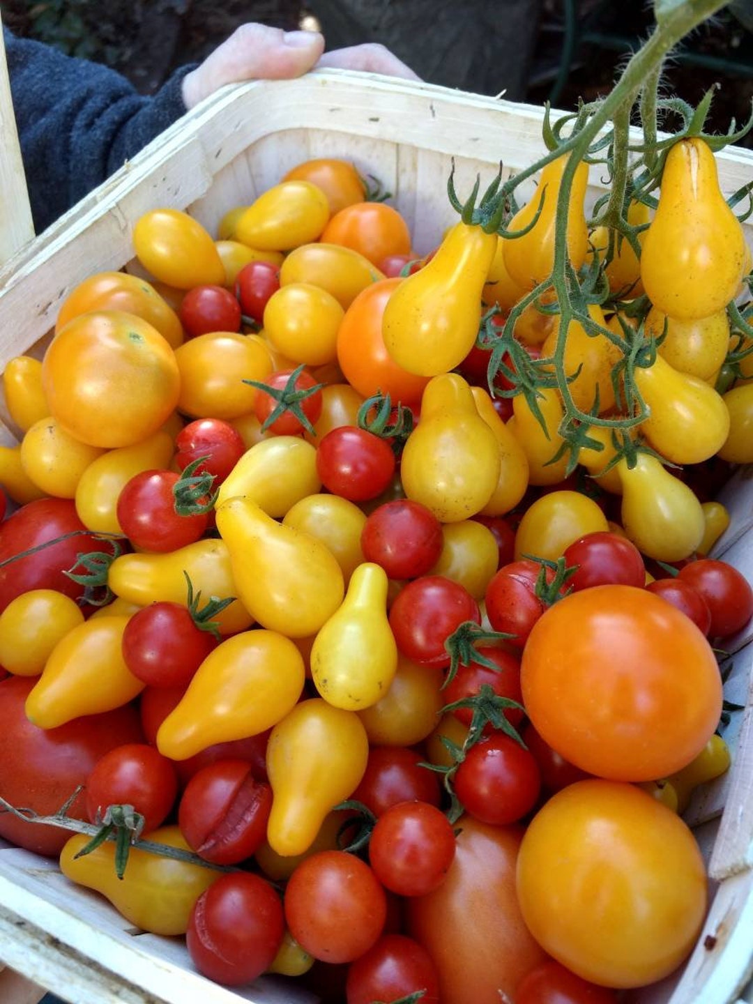 Heirloom Tomato Seed Variety Pack – A Handpicked Assortment of Unique ...