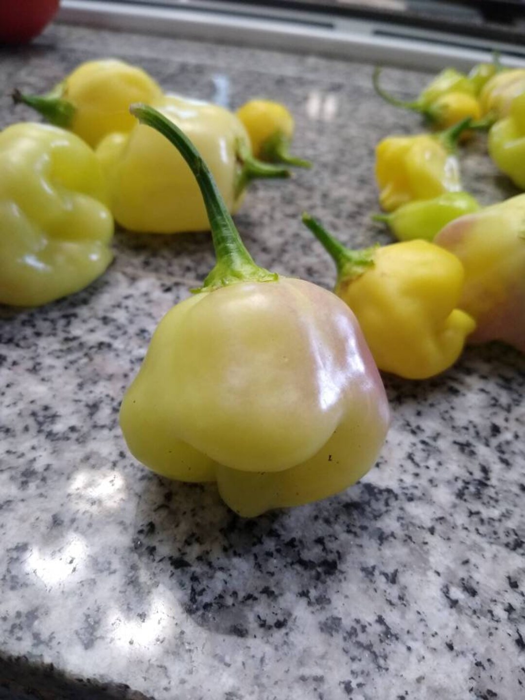 Sugar Rush Cream Peppers Seeds. free Shipping Etsy