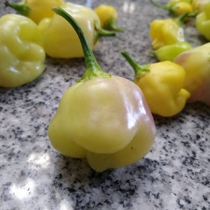 May include: A group of yellow bell peppers on a gray countertop. The peppers are all different sizes and shapes, and some have a slight green tint.