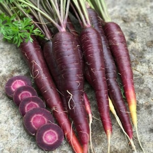 35 Carrot Purple Sun seeds----vegetable seeds—plant seeds—seeds gift