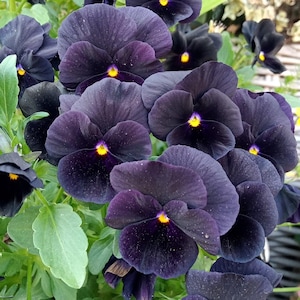 May include: Close-up of a cluster of dark purple pansy flowers with yellow centers and green leaves. The petals have a velvety texture, and the flowers are in full bloom. The image showcases the beauty of nature.
