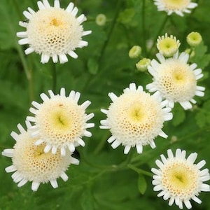 20 Tanacetum Parthenium &#39;Selma Star&#39; Seeds---Flower seeds--Plant seeds--Gardening--Seeds--Gift