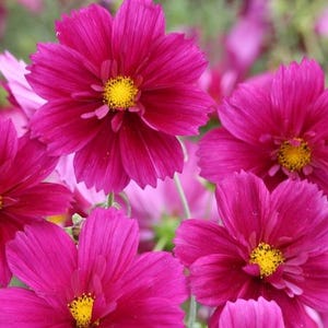 20 COSMOS &#39;Fandango&#39; seeds---Flower seeds--Plant seeds--Gardening--Seeds--Gift