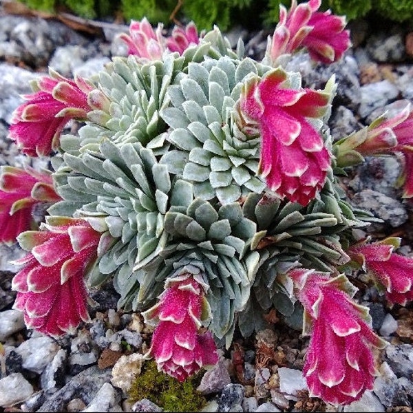 10 SAXIFRAGA FEDERICI- Augusti Grisebachii Semillas---Semillas de flores--Semillas de plantas--Jardinería--Semillas--Regalo