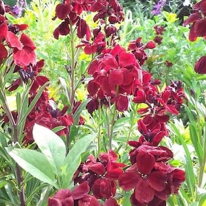 25 Blumensamen--Pflanzensamen--Gartenarbeit--Samen--Geschenk