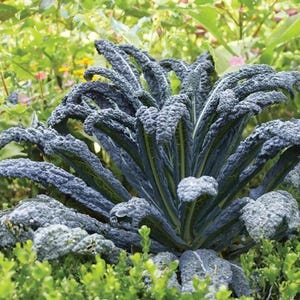 Pode incluir: Uma planta de couve preta verde escura com folhas texturizadas em close-up. A couve preta é cercada por folhagens verdes e outras plantas em um ambiente de jardim. As folhas têm uma aparência enrugada.