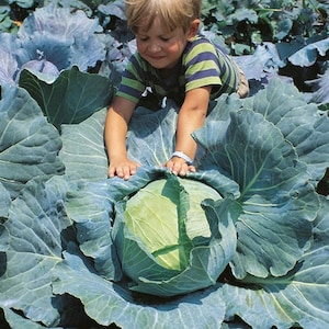 Puede incluir: Un niño pequeño está sentado en una col verde grande. La col es tan grande que los brazos del niño están extendidos para alcanzar los bordes. La col está rodeada de otras plantas de col.