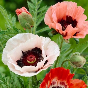 35 semi misti di papavero orientale nuovi ibridi---Semi di fiori--Semi di piante--Giardinaggio--Semi--Regalo