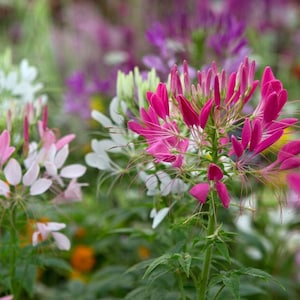 35 Mixed Cleome seeds---Flower seeds--Plant seeds--Gardening--Seeds--Gift