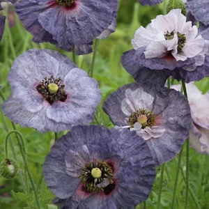 25 Grey Poppy Award Winning Seeds---Flower seeds--Plant seeds--Gardening--Seeds--Gift