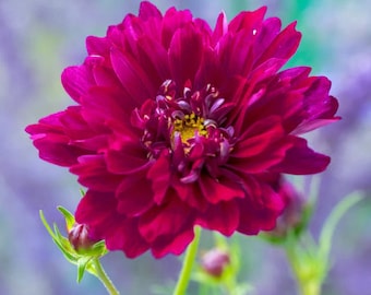 15 sällsynta COSMOS 'Cranberries Double Click' frön---Blomfrön--Växtfrön--Trädgårdsskötsel--Frön--Gåva