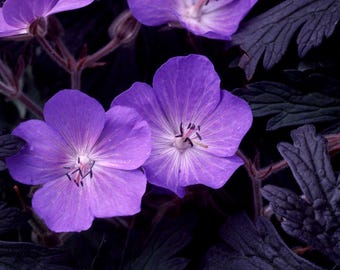 10 semillas raras de Geranio Pratense 'Purple Haze' oscuro---Semillas de flores--Semillas de plantas--Jardinería--Semillas--Regalo