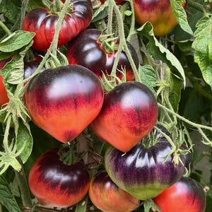 May include: Close-up of heirloom tomatoes in various stages of ripeness. The tomatoes range in colour from deep purple to vibrant red and orange, with green stems and leaves. The tomatoes are growing on a vine.