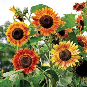 35 SUNFLOWER Tall cutting flower mixed seeds---Plant seeds---Flower seeds---Gardening gifts