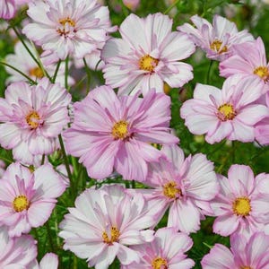 15 Cosmos Colletta Pink-White seeds---Flower seeds--Plant seeds--Gardening--Seeds--Gift