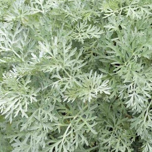 40 Wormwood Artemisia absinthium Seeds---Flower seeds--Plant seeds--Gardening--Seeds--Gift