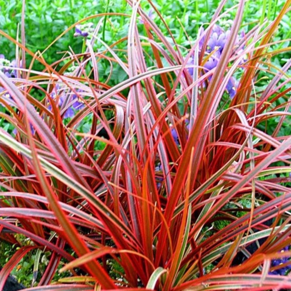 20 graines de graminée rouge Uncinia rubra 'Everflame' ---Graines de graminées--Graines de plantes--Jardinage--Graines--Cadeau