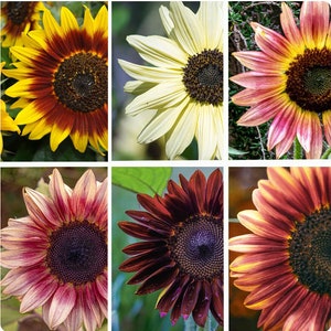 20 rare SUNFLOWER MIXED seeds---Plant seeds---Flower seeds---Gardening gifts