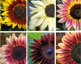 20 rare SUNFLOWER MIXED seeds---Plant seeds---Flower seeds---Gardening gifts