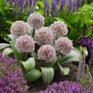 20 Allium karataviense seeds---Flower seeds--- Allium seeds---Plant seeds---Gardening---Ornamental Onion seeds--Gift