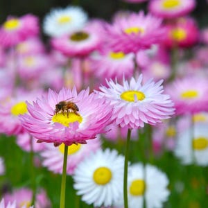25 Acroclinium Grandiflorum Mixed Seeds---Flower seeds--Plant seeds--Gardening--Seeds--Gift
