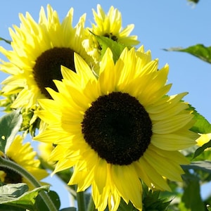 20 SUNFLOWER &#39;Lemon Queen&#39; seeds---Flower seeds---Plant seeds---Gardening gifts