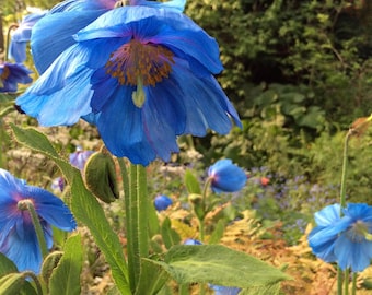 25 semillas raras de amapola azul del Himalaya---Semillas de flores--Semillas de plantas--Jardinería--Semillas--Regalo