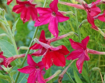 50 semillas de Nicotiana alata 'Crimson Bedder'---Semillas de flores--Semillas de plantas--Jardinería--Semillas--Regalo
