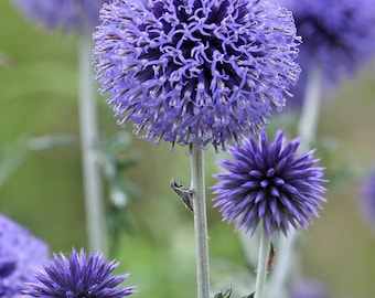 25 semillas de cardo globo azul [Echinops ritro]---Semillas de flores--Semillas de plantas--Jardinería--Semillas--Regalo