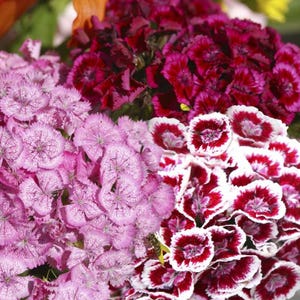 30 Dianthus Barbatus Mixed Seeds---Flower seeds--Plant seeds--Gardening--Seeds--Gift