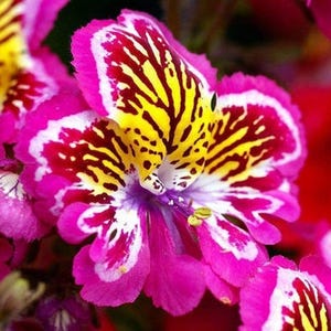 45 Schizanthus 'Angel Wings' mixed Seeds---Flower seeds--Plant seeds--Gardening--Seeds--Gift
