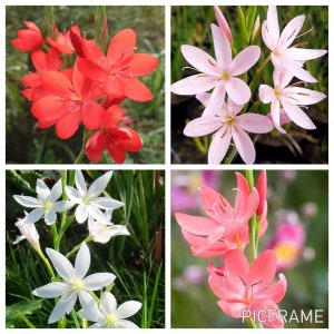 30 SCHIZOSTYLIS MIX seeds---Flower seeds--Plant seeds--Gardening--Seeds--Gift