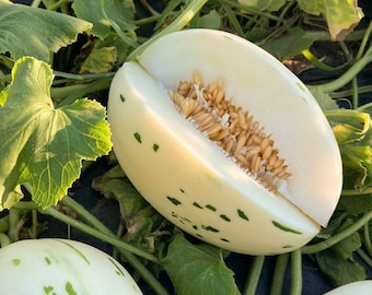 15 rzadkich nasion melona śnieżnego ---Nasiona owoców --Nasiona roślin --Ogrodnictwo --Nasiona --Prezent