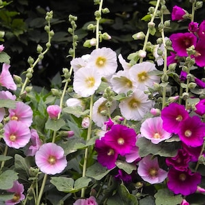 30 Mixed HOLLYHOCK FLOWER seeds---Flower seeds--Plant seeds--Gardening--Seeds--Gift